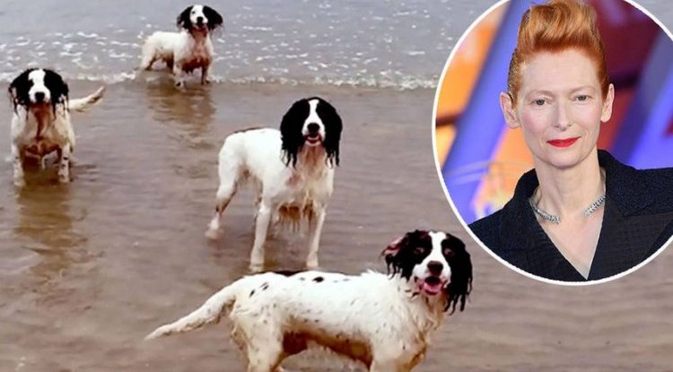 Tilda Swinton’s pets at Cannes received an unusual accolades