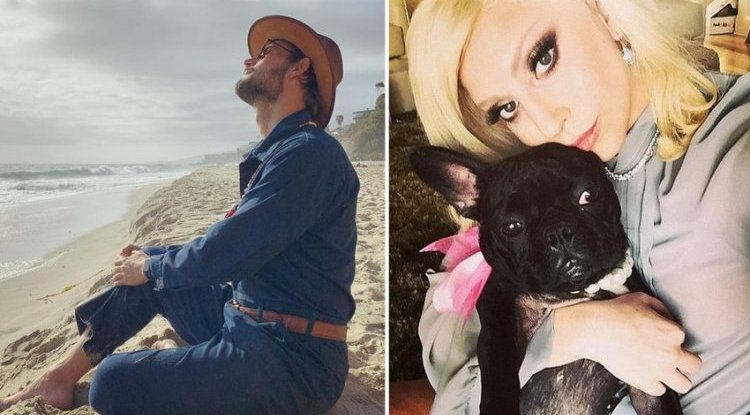 Lady GaGa fans outraged: She offered half a million for dogs, and their walker begs for donations