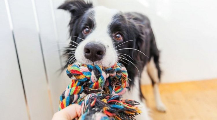What geniuses! Do you know which breed can remember more than 100 toy names?