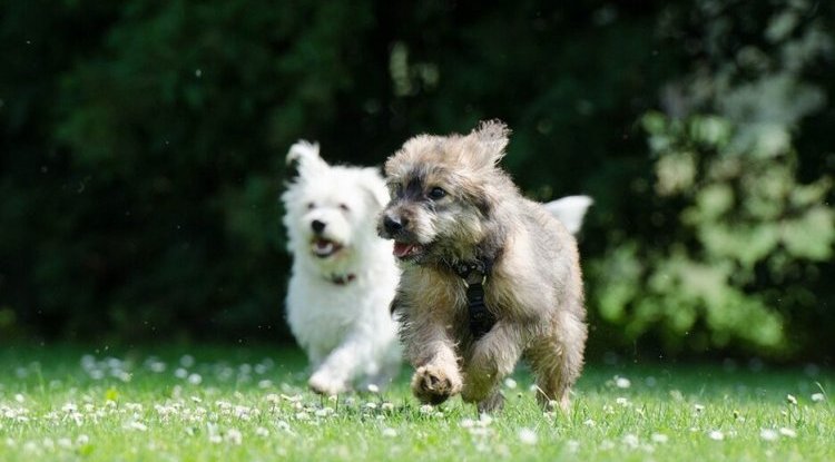 DOGS CAN FALL IN LOVE: Recognize the signs that your dog is in love!