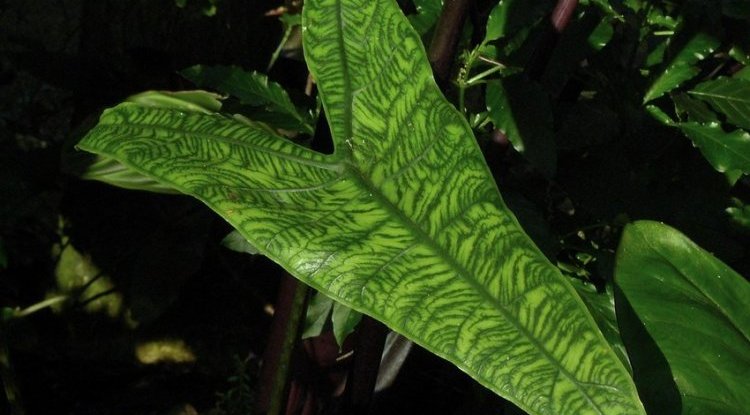 ALOCASIA ZEBRA IS A TROPICAL PLANT THAT HAS TAKEN ROOT IN OUR HOMES