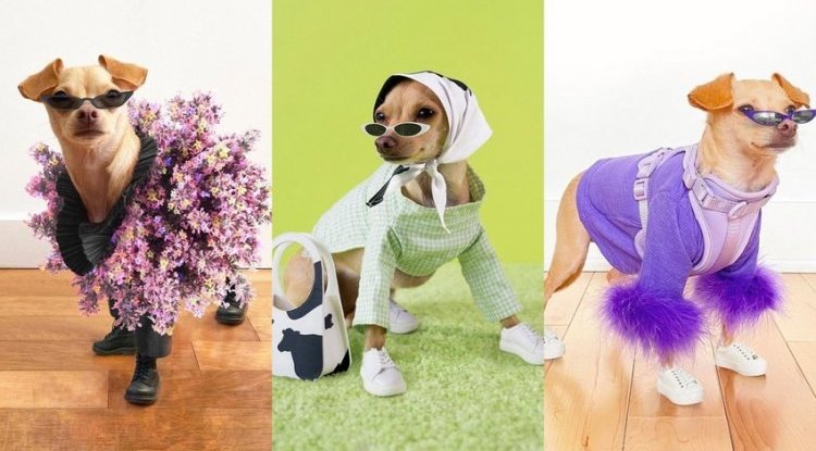 Boobie Billie is Instagram’s favorite dog with her own "human" fashion line