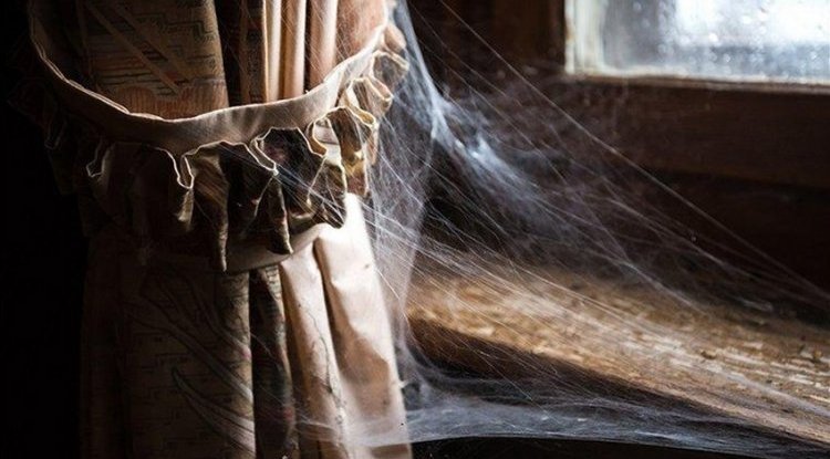 Why you should never kill a spider in your home