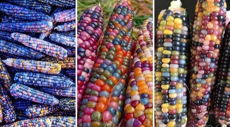 They look like gems: People are going crazy for colorful corn