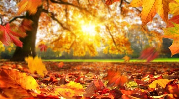 Autumn colors are disappearing: Climate change is killing the magic of autumn