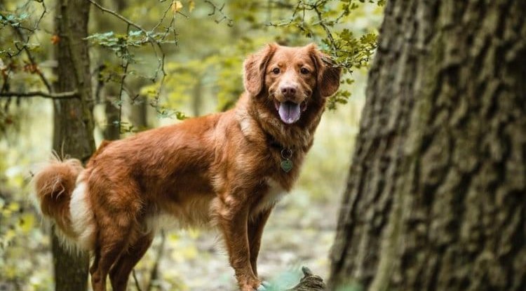 FRAUD? Who will plant one tree for each picture of a pet posted on Instagram?