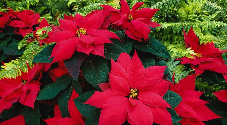 Golden rules for a Poinsettia plant