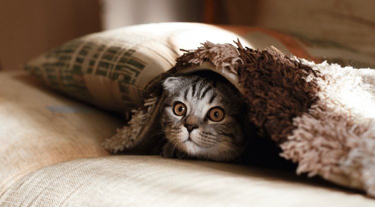 Should CATS be taken for a walk?