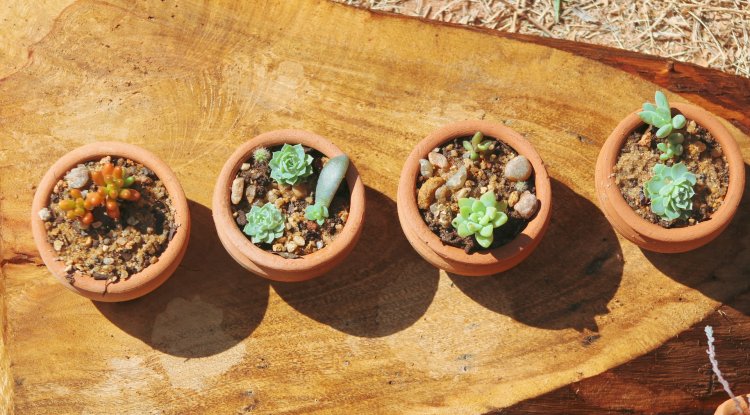 5 lucky succulents, ideal to start 2022