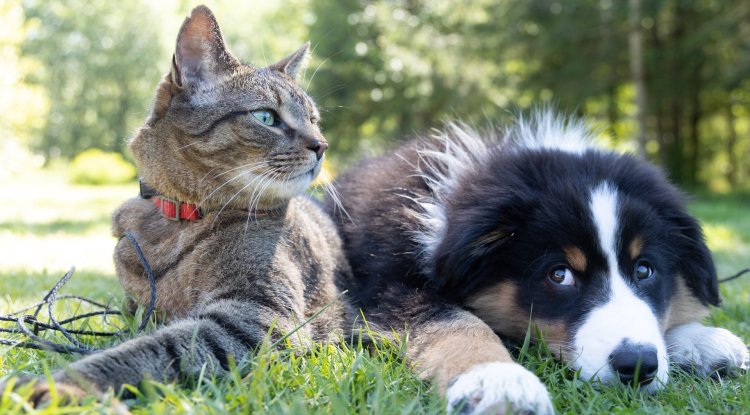 Would you like to adopt a pet?