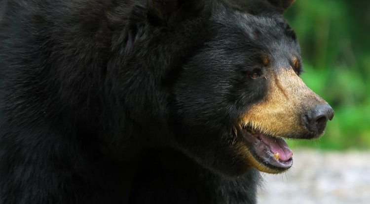 Florida Man: How to fight off a Bear!