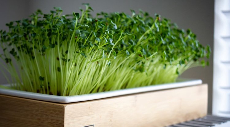 How to start your own microgreens garden?