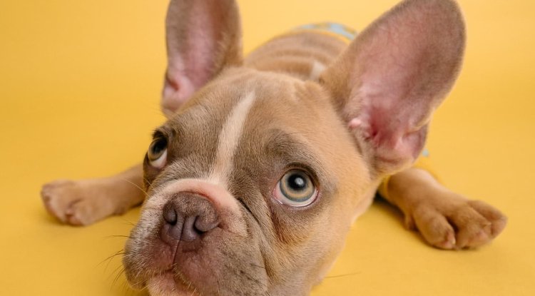 How to choose a perfect dog?