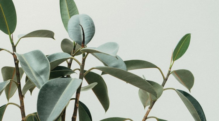 How to Use Aspirin for Plants?