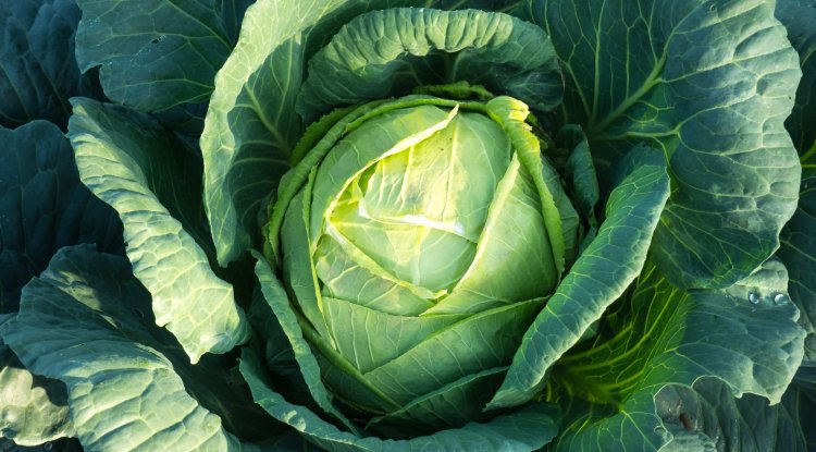 Why You Should Eat More Cabbage?