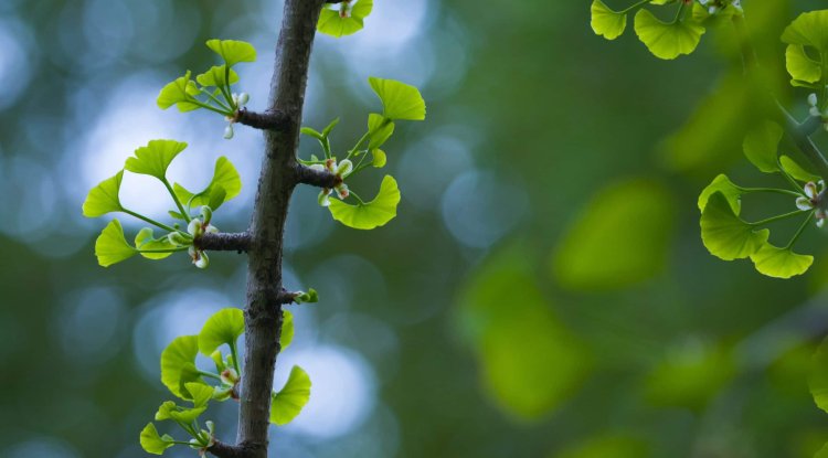 SUPPLEMENT EVERY WOMAN SHOULD TAKE