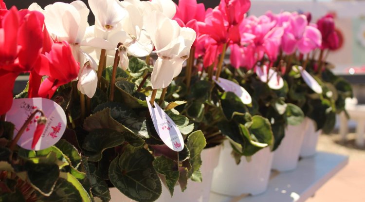 Indoor Plants That Bloom Evan In Winter