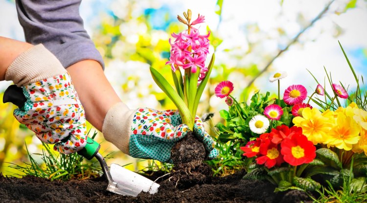 Plant them and enjoy until the end of summer!