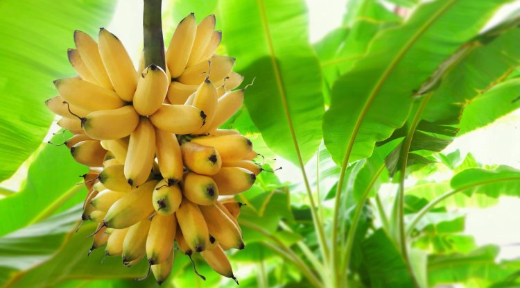 Bananas are healthier than you think!