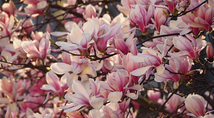 How To Grow Magnolia In The Yard