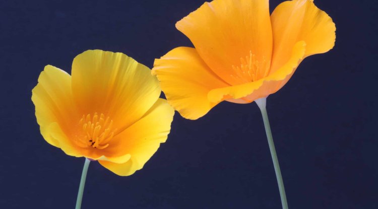 The Most Resistant Plants For Your Balcony 