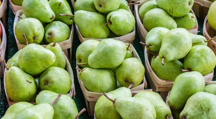 Pears - Health Benefits And Nutrition