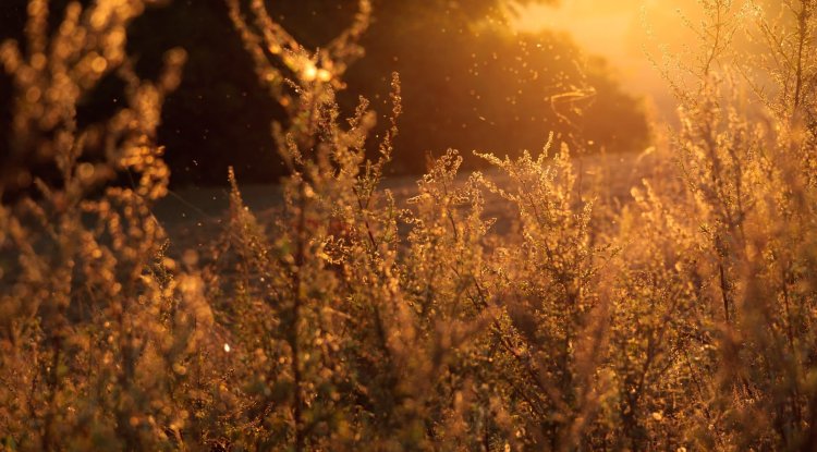 How to treat spring allergies in children