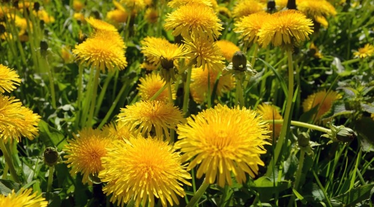 How to use dandelion in the diet