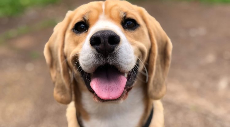 Main habits that every dog owner should adopt