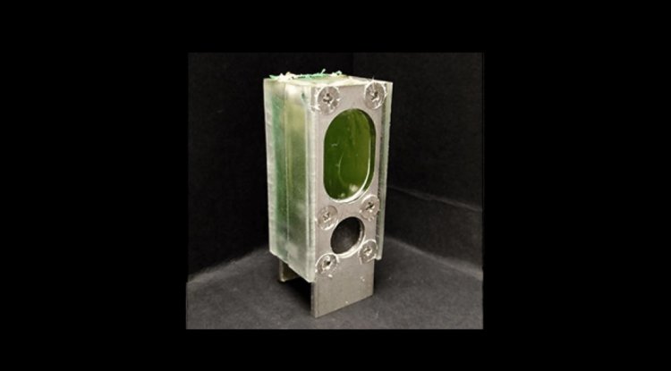 Cambridge: Algae-powered computing