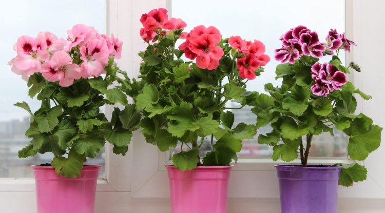 One of the most beautiful plants: Pelargonium