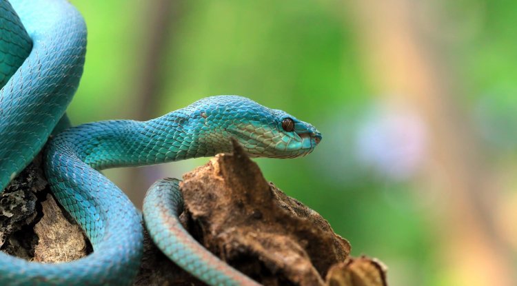 Check this fairytale trap-Snake island!