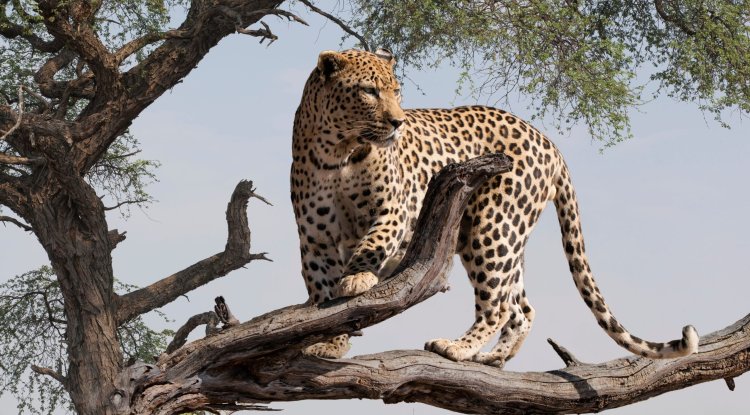 Bera, a beautiful land of leopards