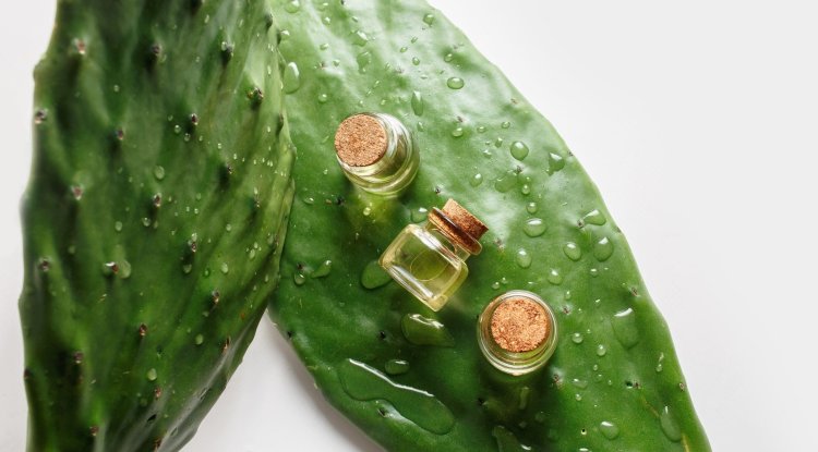 Great benefits of cactus water and oil!