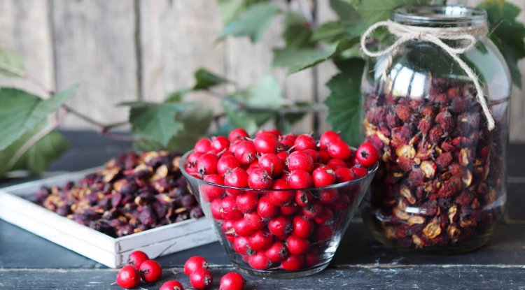 Impressive health benefits of hawthorn berry