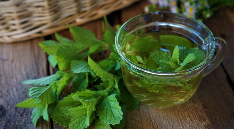 Health benefits and ways to use lemon balm