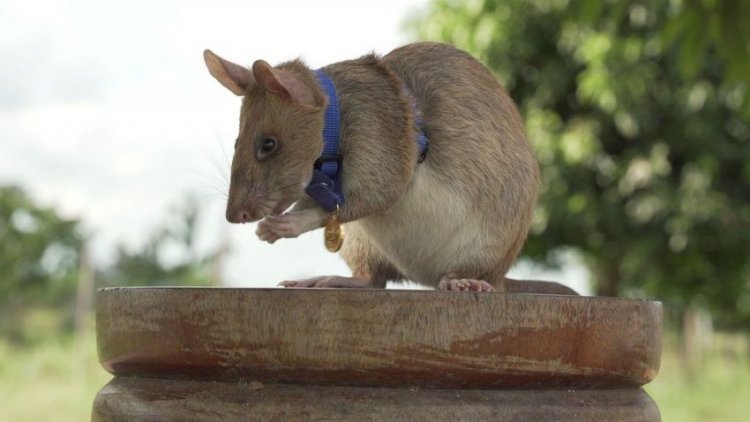Magawa: A Rodent That Saved Many Lives