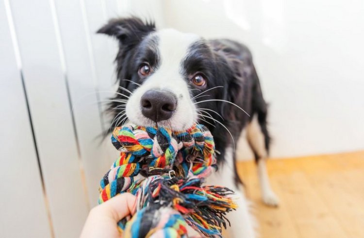 What geniuses! Do you know which breed can remember more than 100 toy names?