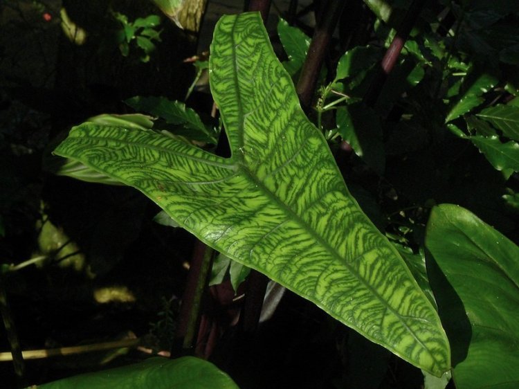 ALOCASIA ZEBRA IS A TROPICAL PLANT THAT HAS TAKEN ROOT IN OUR HOMES