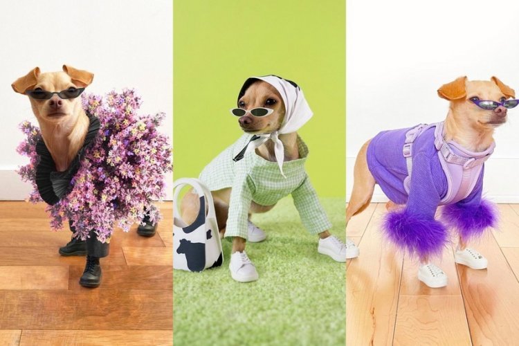 Boobie Billie is Instagram’s favorite dog with her own "human" fashion line