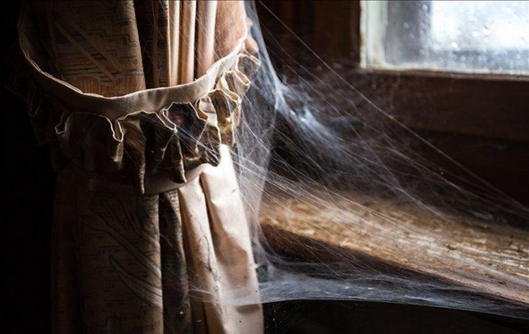 Why you should never kill a spider in your home