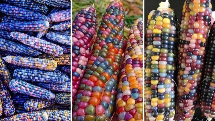 They look like gems: People are going crazy for colorful corn