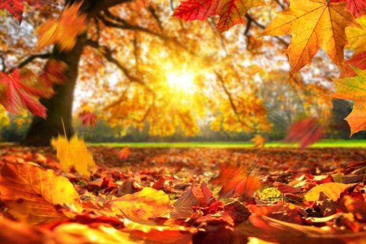 Autumn colors are disappearing: Climate change is killing the magic of autumn