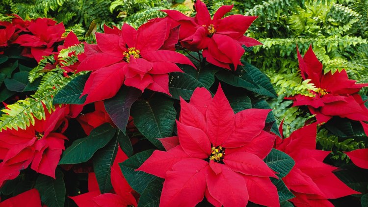 Golden rules for a Poinsettia plant