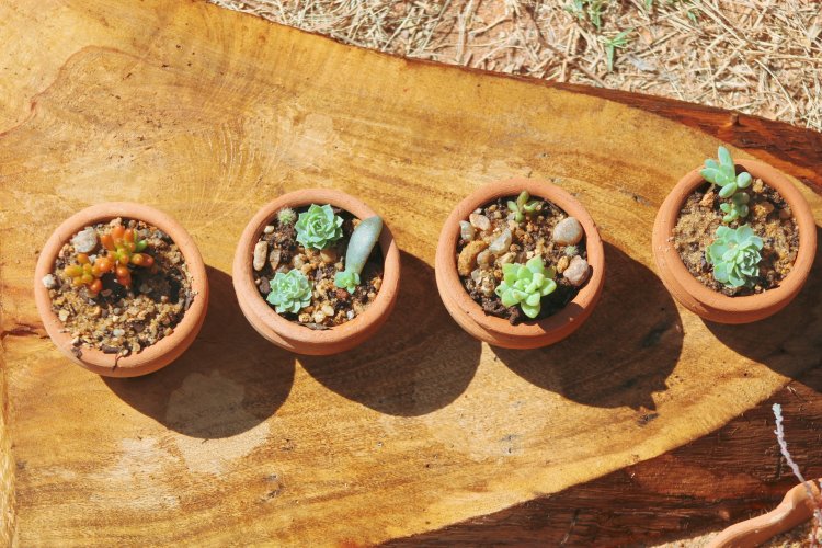 5 lucky succulents, ideal to start 2022