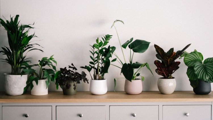 For these house plants you do not need soil