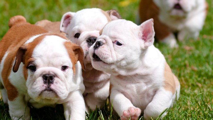 Who loves bulldogs? Famous pets