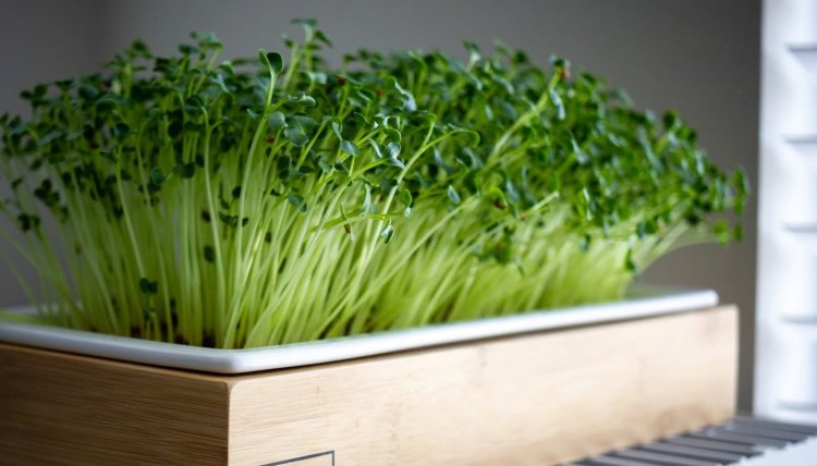 How to start your own microgreens garden?