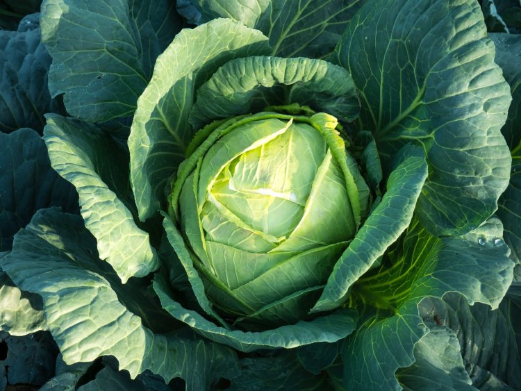 Why You Should Eat More Cabbage?