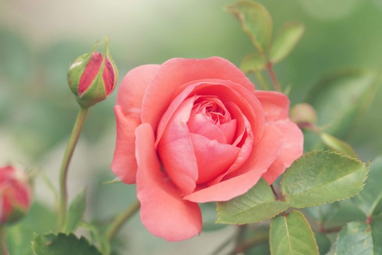A Detailed Guide To Planting Roses